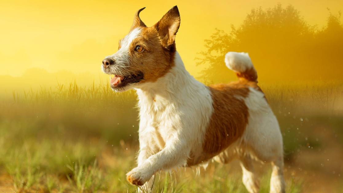 Black Hawk Air Dried Dog Food hero image