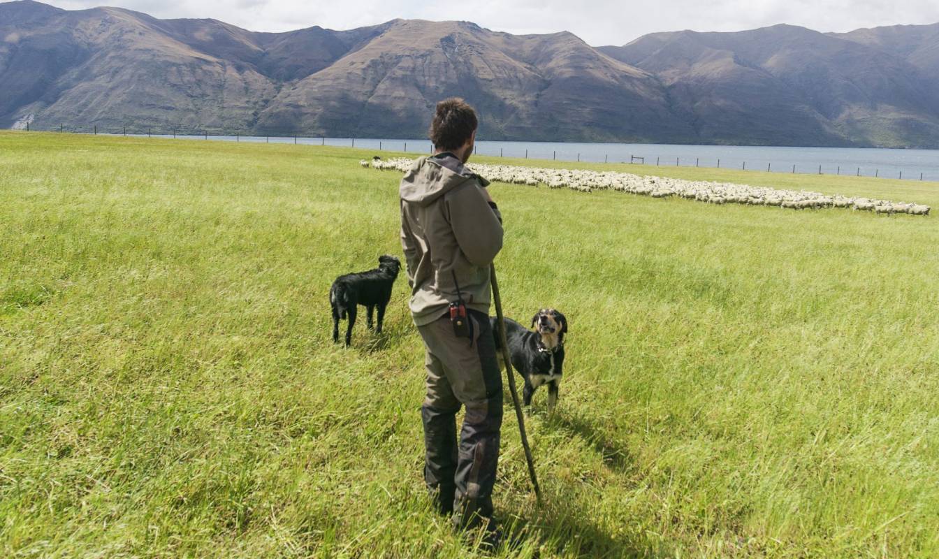 Kiwi Kitchens preview image